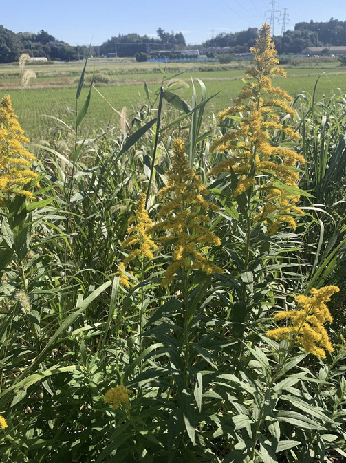 背高泡立草の画像